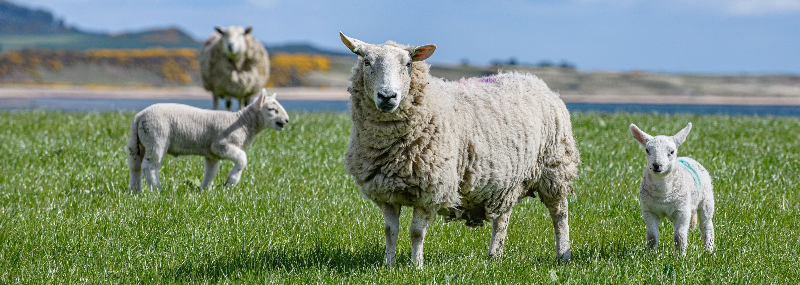 A sheep stands in a green grassy field with a lamb beside it, while another sheep and lamb are in the background. A body of water and hills are visible under a partly cloudy sky.