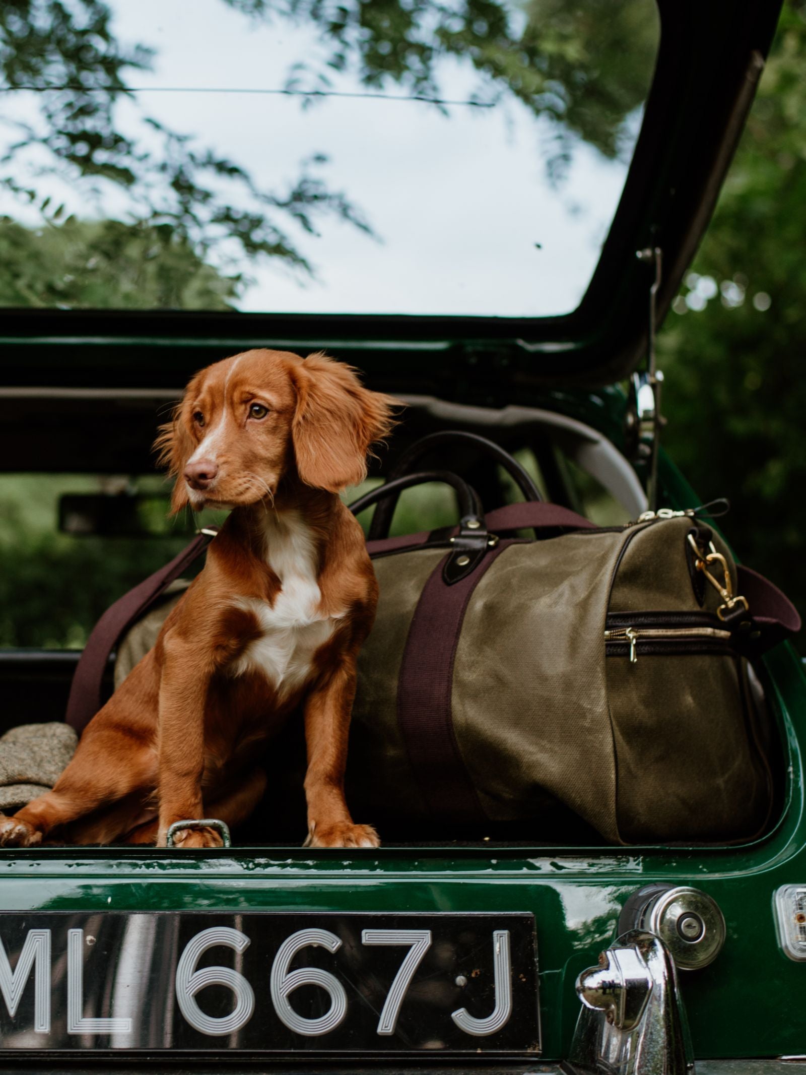 A brown puppy sits in the open trunk of a green car next to the Campbell's of Beauly Wax Holdall, with trees in the background and license plate ML 667 J.