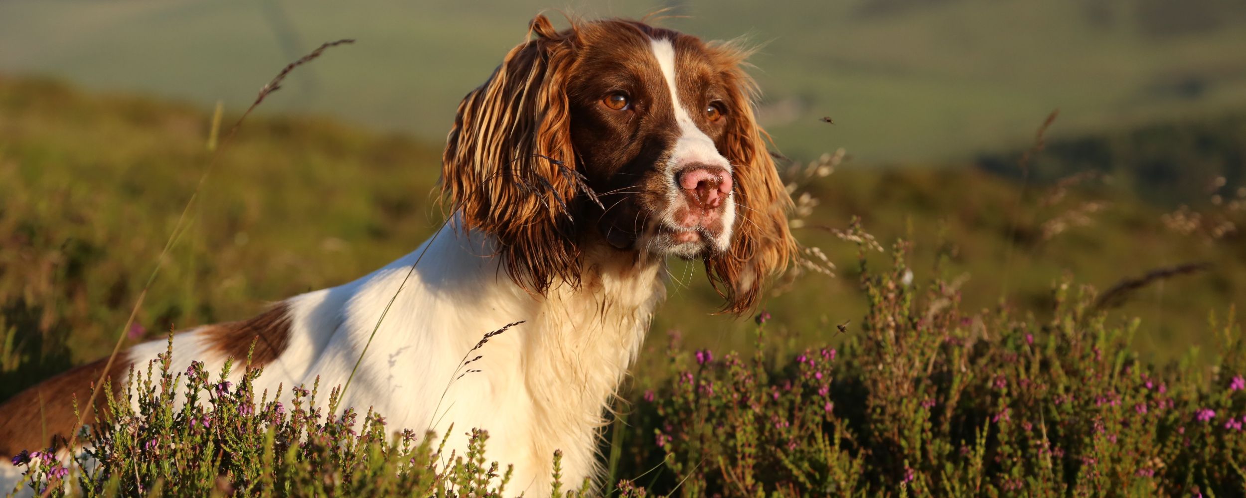 A brown and white spaniel dog sits in a field of green grass and purple wildflowers, looking alertly into the distance with soft sunlight highlighting its fur.