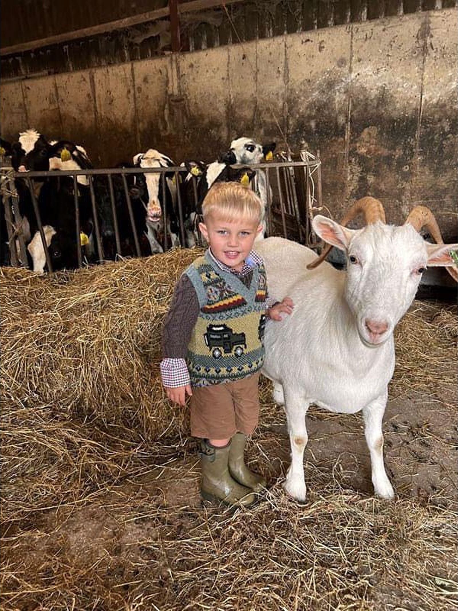 A young boy in boots and a cozy Mini Land Rover Defender Fairisle Slipover by Campbell’s of Beauly stands on hay next to a white goat inside a barn. Behind them, several black and white cows are in a feeding area, looking toward the camera—capturing the spirit of kids’ countryside adventures.