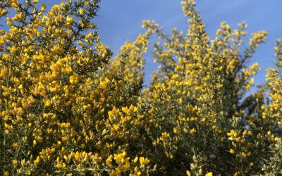 Inspired by nature : Wild Gorse Edit
